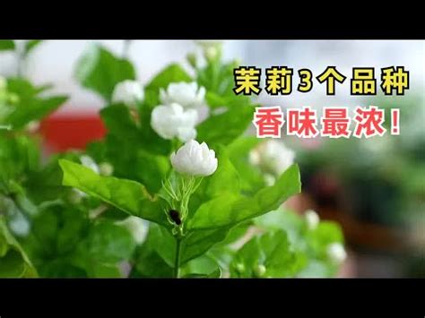 陽台種茉莉花風水|誰適合在陽台種這3種旺宅植物